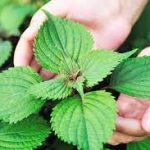 9 VERY EFFECTIVE TYPES OF HERBS TO TREAT DIFFICULT STUFF
